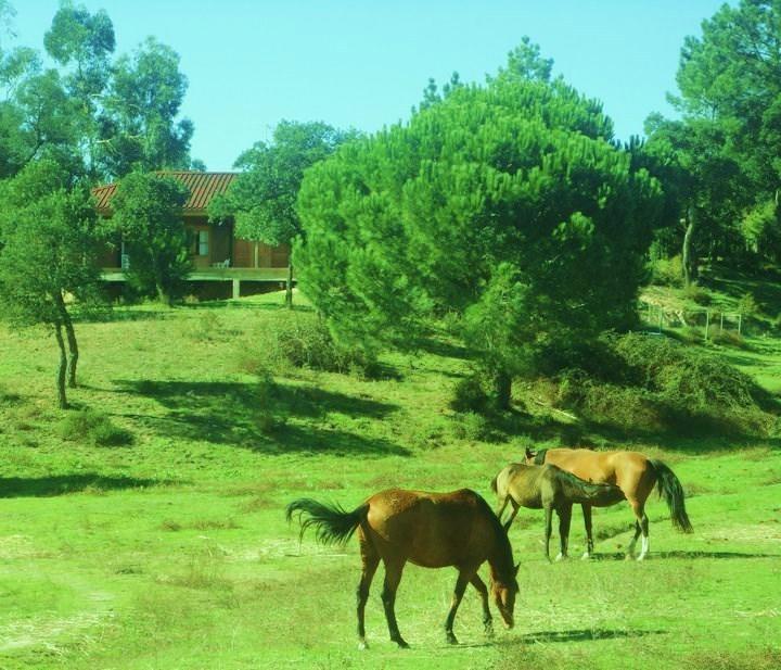 Coudelaria Vale Pau Villa Coruche Exterior photo